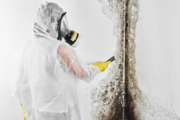 Office Mold Removal Services in Aberdeen, WA